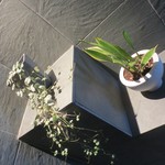 レストラン コートドール - トイレの鉢