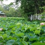 お料理 とみやま - 鶴岡八幡宮の風景　2019.6