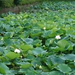 お料理 とみやま - 鶴岡八幡宮の風景　2019.6