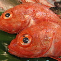 魚料理専門 魚魚一 - おいしそうでしょ！！