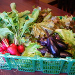 オステリア カルボナイオ - 自家栽培野菜の一例　旬の無農薬野菜の滋味を味わえます
