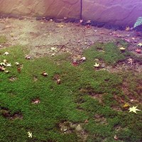 俵屋旅館 - 俵屋旅館　竹泉　坪庭　【名残の紅葉】