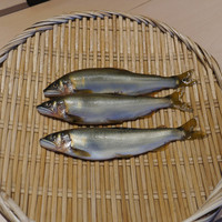 霜止出苗 - 北海道の鮎