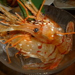 ぽんぽこたぬきのかくれ家 - ぼたん海老（生きてます）