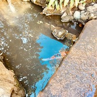 茶寮 一松 - 