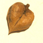 活鰻の店 つぐみ庵 - 