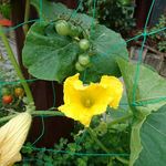 ステーキ・洋食のTANTO屋 - 店頭の花壇　2019.7