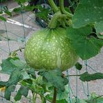 ステーキ・洋食のTANTO屋 - かぼちゃが実っていました　2019.7