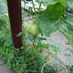 ステーキ・洋食のTANTO屋 - かぼちゃが実っていました　2019.7