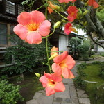 パティスリー クグラパン - 海蔵寺　ノウゼンカズラ（凌霄花）