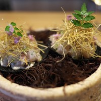 LURRA° - タルタル風に調理したアジに白昆布と木の芽。香りのよくアジもおいしいが、とにかく味が濃すぎたのが残念。