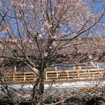 懐石料理 割烹 千代田 - 今年も咲いてました