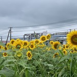 らー麺　Do・Ni・Bo - 天童のひまわり迷路〜