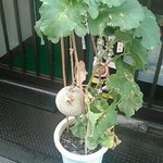 深大寺門前そば - 