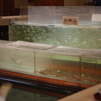 稚加榮 本店 - 水槽①