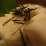 酒菜坊 橋蔵 - 山芋わさび漬　ズームアップ