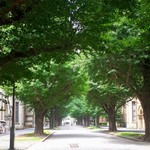 東京大学 中央食堂 - 安田講堂から正門を眺めた風景。