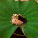 松川 - 毛蟹 キクラゲを添えて お酢のゼリーがけ