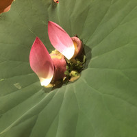 にくの匠 三芳 - 