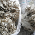 渋田産業 - たくさん