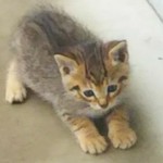 家庭料理居酒屋 よってって - おまけショット  イクラの腕はけっこう太いね……(^^;
      そこが可愛いけど……( ´∀`)