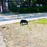 純手打ち讃岐うどん 土三寒六 - 