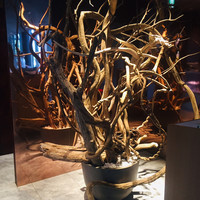 ダイナミックキッチン＆バー 響 中之島フェスティバルプラザ店 - 内観1：オブジェ