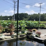 カフェアンドショップ ロータスランド - 青空とグングン成長するハス。
      今日は暑くなりそうだ。