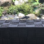 カフェアンドショップ ロータスランド - トンボがご挨拶。
      2019/07/30
      モーニング Bセット 380円
      ・ポテトサラダ
      ・イチゴジャム
      ・有機コーヒー