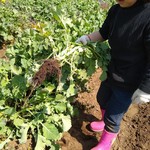 ピッツェリア ローロ - ランチとディナーの一部の野菜は自分達で育てています