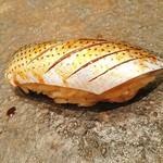 鮨　縁 - こはだ