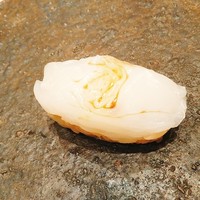 鮨　縁 - 剣先いか