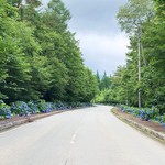 K.Cダイニング - KCダイニングに向かう紫陽花ロードは1キロ程あります。