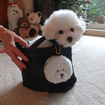 エビスエスクラッシコ - このトートではもうムリね・・♡