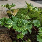 明道町中国菜 一星 - 