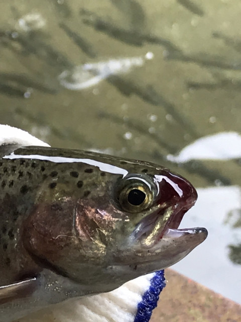 釜が滝ます園 美並苅安 その他 食べログ