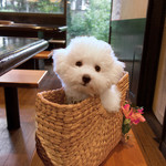 旬采 - やって参りました