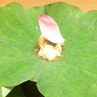 是しん - 湯葉と雲丹