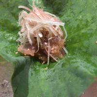 妙見石原荘 食菜石蔵 - 