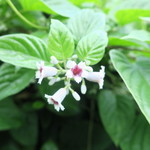 ラーメン二郎 - ヘクソカズラ