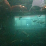 海中魚処 萬坊 - 海中魚処 萬坊 店内の様子４（天然の生簀）