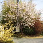 ヴィオレット・ステラ - （2019年4月）
      お店の敷地内に咲く桜