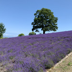 バーンズ - 【2019年07月】幌見峠のラベンダー園。