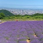 バーンズ - 【2019年07月】幌見峠にて、ラベンダー園越しに、札幌市街を眼下に一望できます。