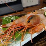 旬魚菜 しら川 - ぼたん海老刺し　相模湾産です　調べたら、正式名称は「テラオボタンエビ」でした