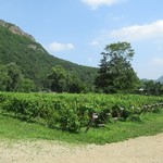 八剣山ワイナリー - ブドウ畑