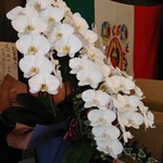 中華ソバ 伊吹 - 