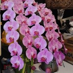 中華ソバ 伊吹 - 