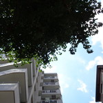 自家製麺 No11 - 木陰でラッキー