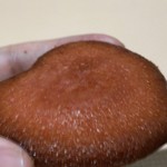 Suehiroya Kashiho - ストロベリーふりあん